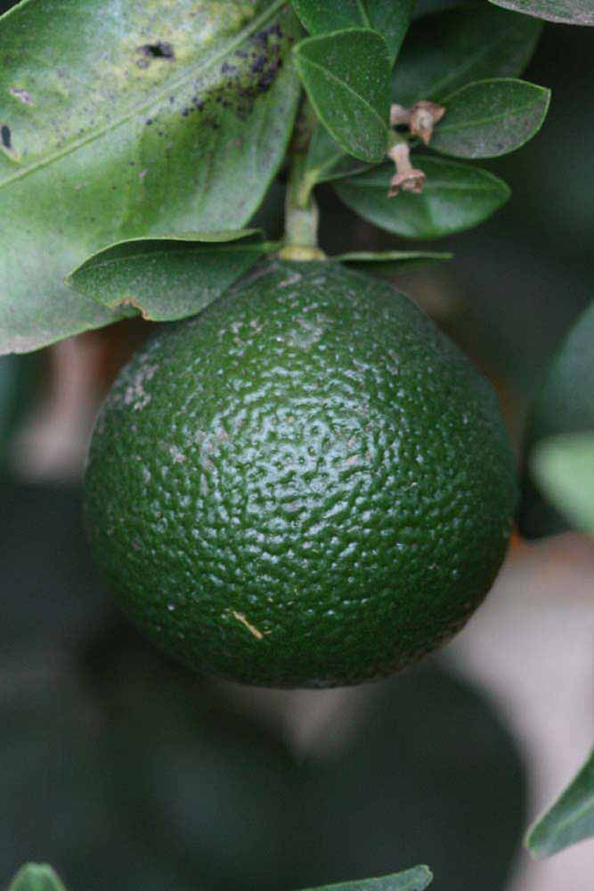            Immature fruit (Riverside, CA)   